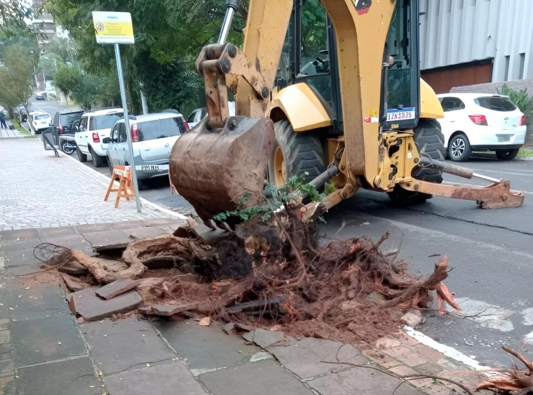 Destoca de raízes de antiga figueira