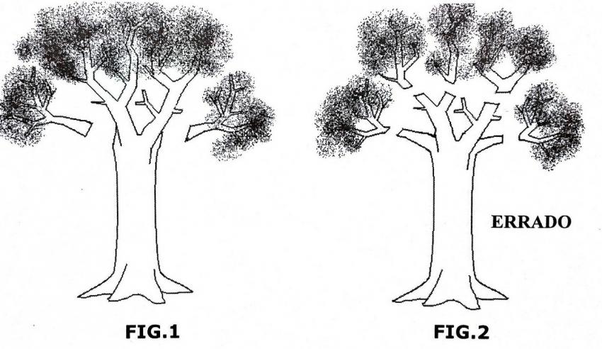 Poda comparativa