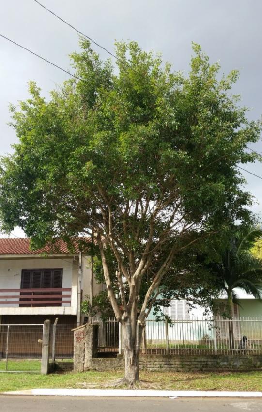 Poda Correta