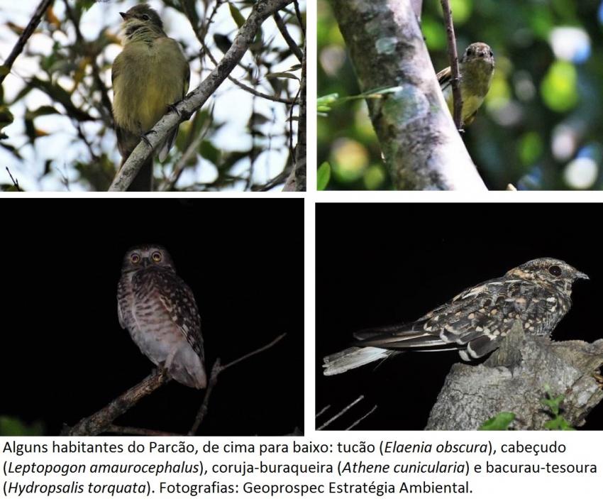 Especies parcão
